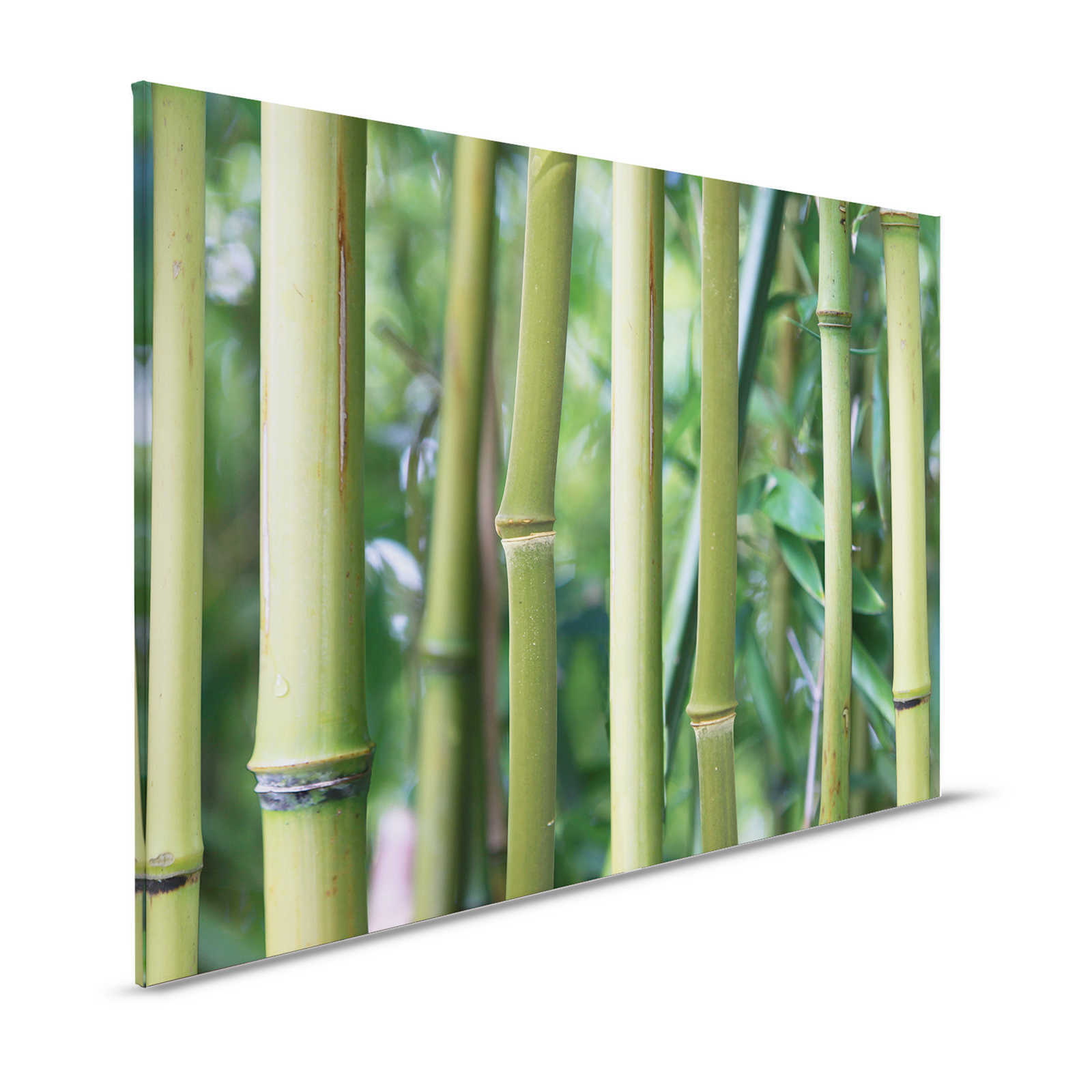Cuadro en lienzo Bambú Bosque de bambú con vista detallada - 1,20 m x 0,80 m
