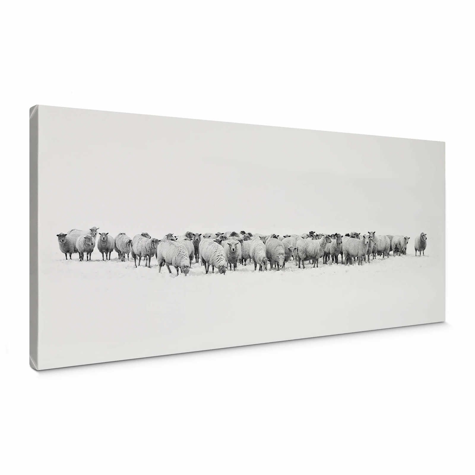         Panorama Canvas print flock of sheep – black and white
    