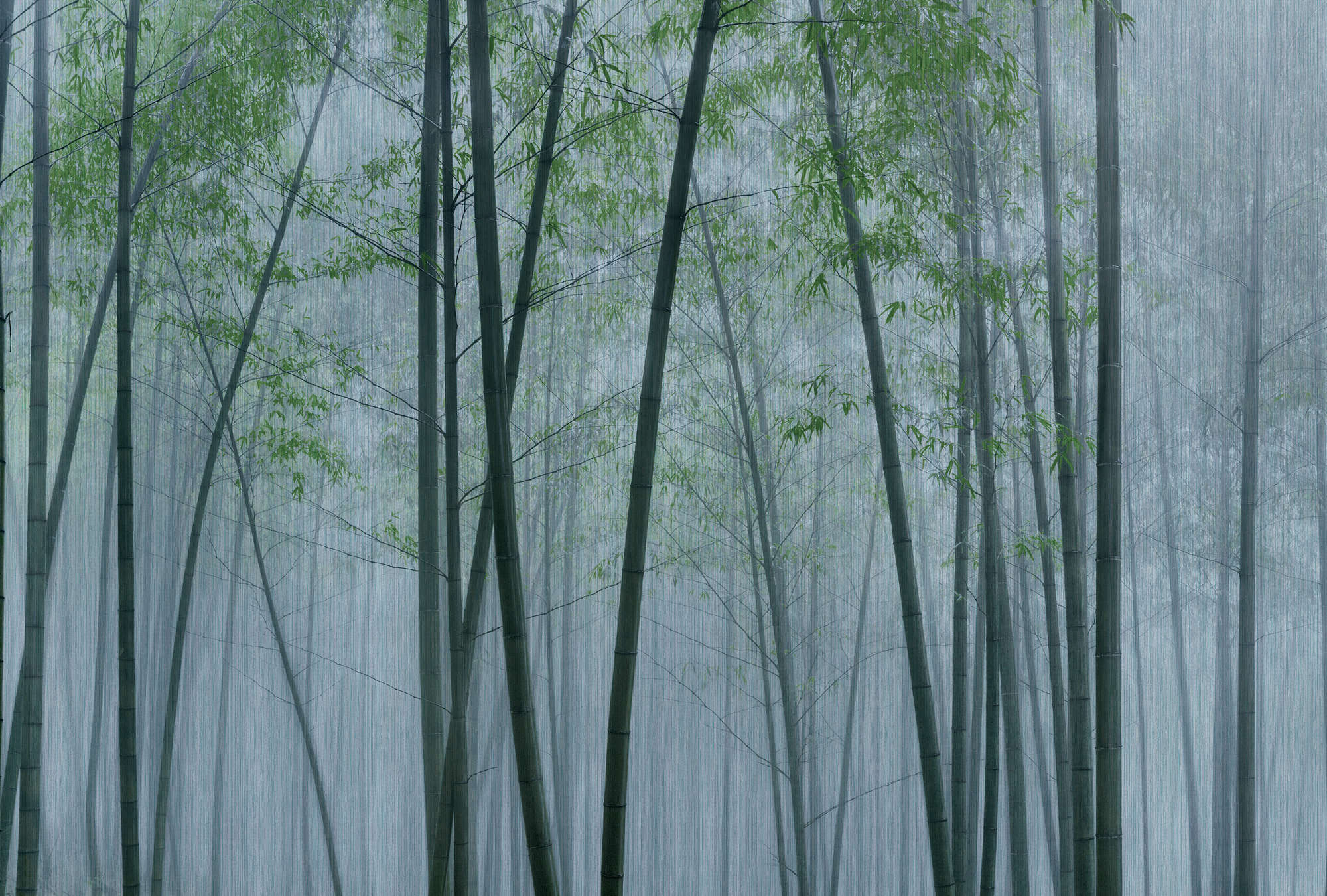             In the Bamboo 2 - Papier peint forêt de bambous à l'aube
        