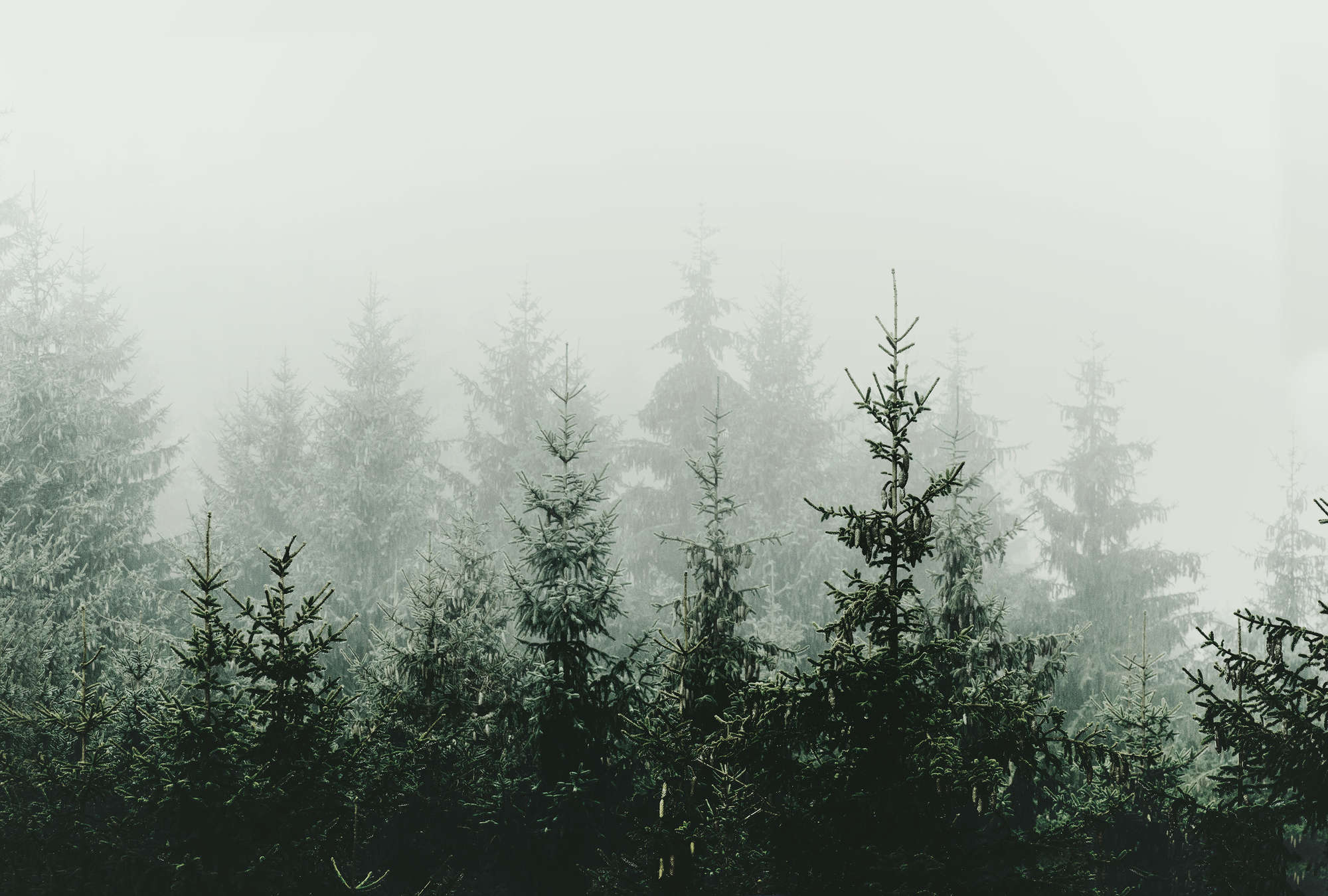             Papier peint forêt dans le brouillard sapins à feuilles persistantes
        