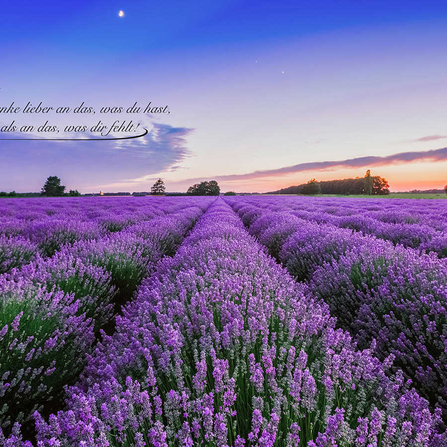 Photo wallpaper Field with lavender and lettering - Textured non-woven
