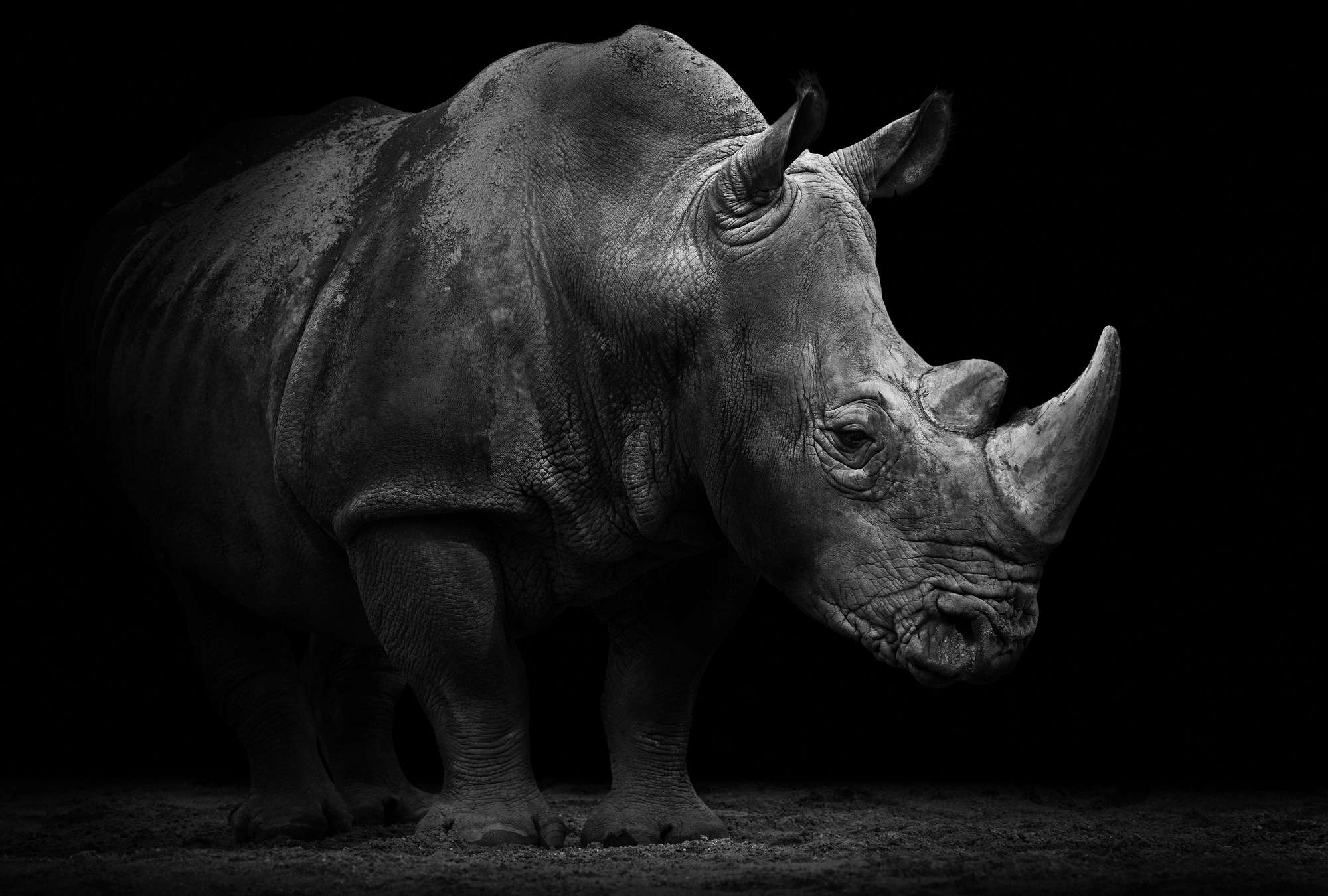             Papier peint rhinocéros sur fond noir
        