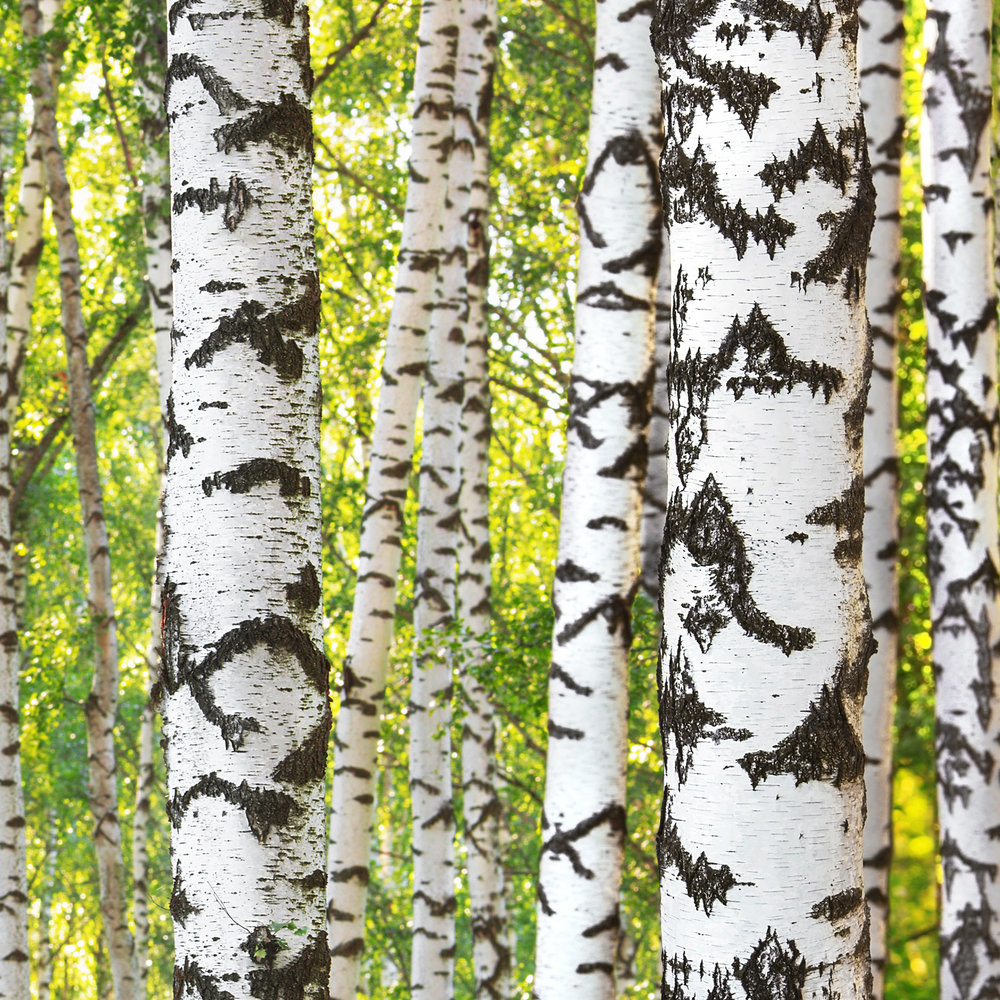             Carta da parati foresta di betulle motivo tronco d'albero su tessuto liscio opaco
        