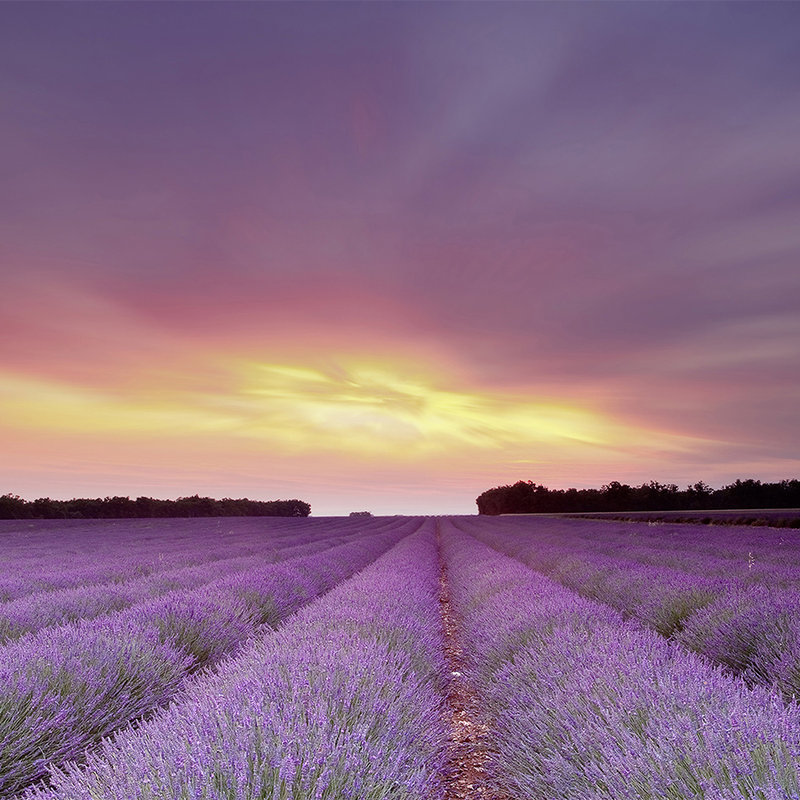 Nature Wallpaper Lavender Field in Sunset - Textured Non-woven
