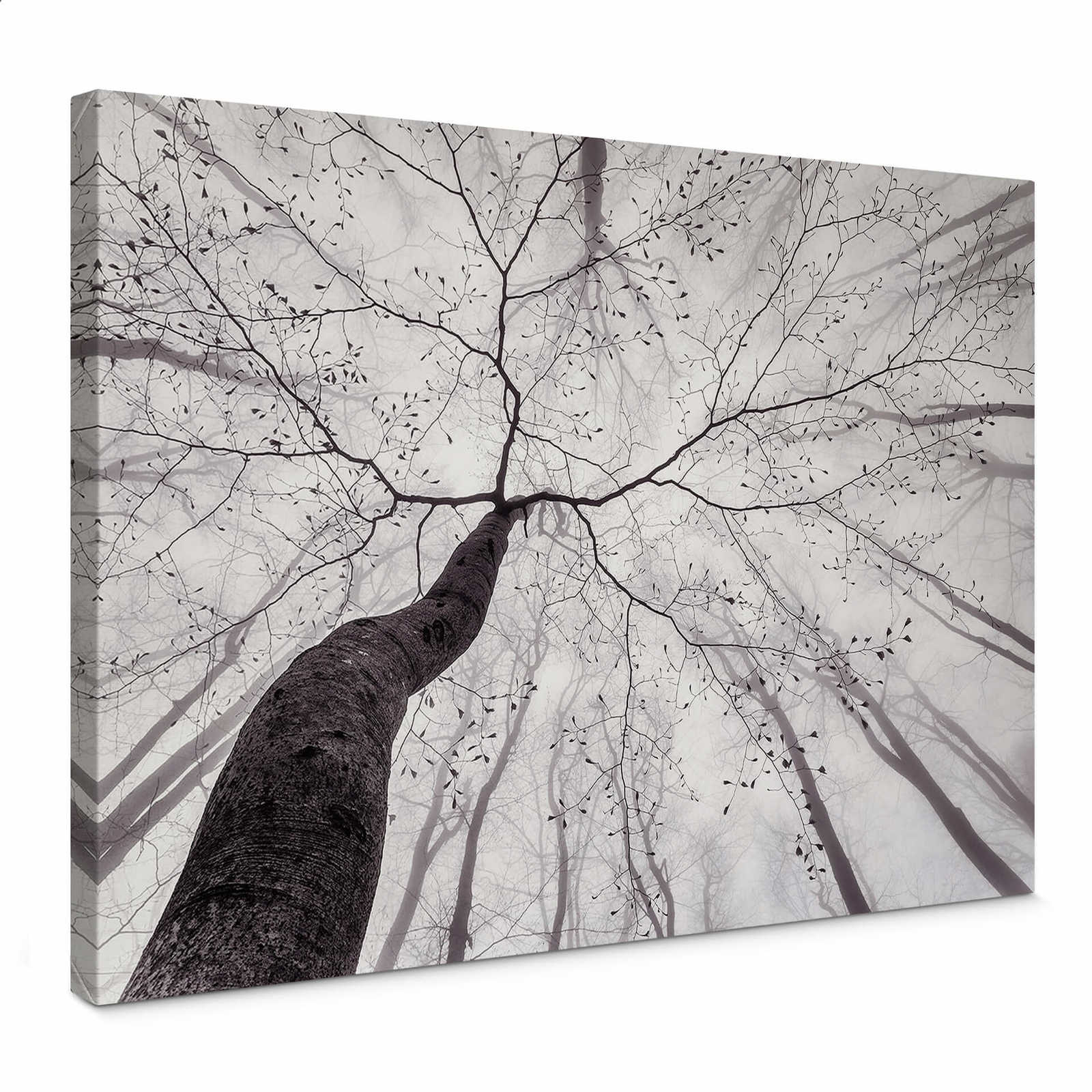         Black and white canvas print tree tops in the fog
    