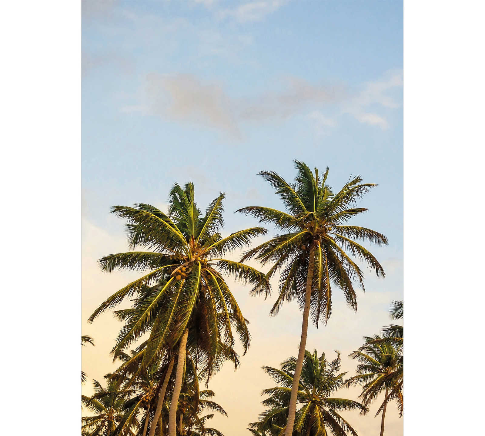        Photo wallpaper narrow palm trees on Ibiza
    