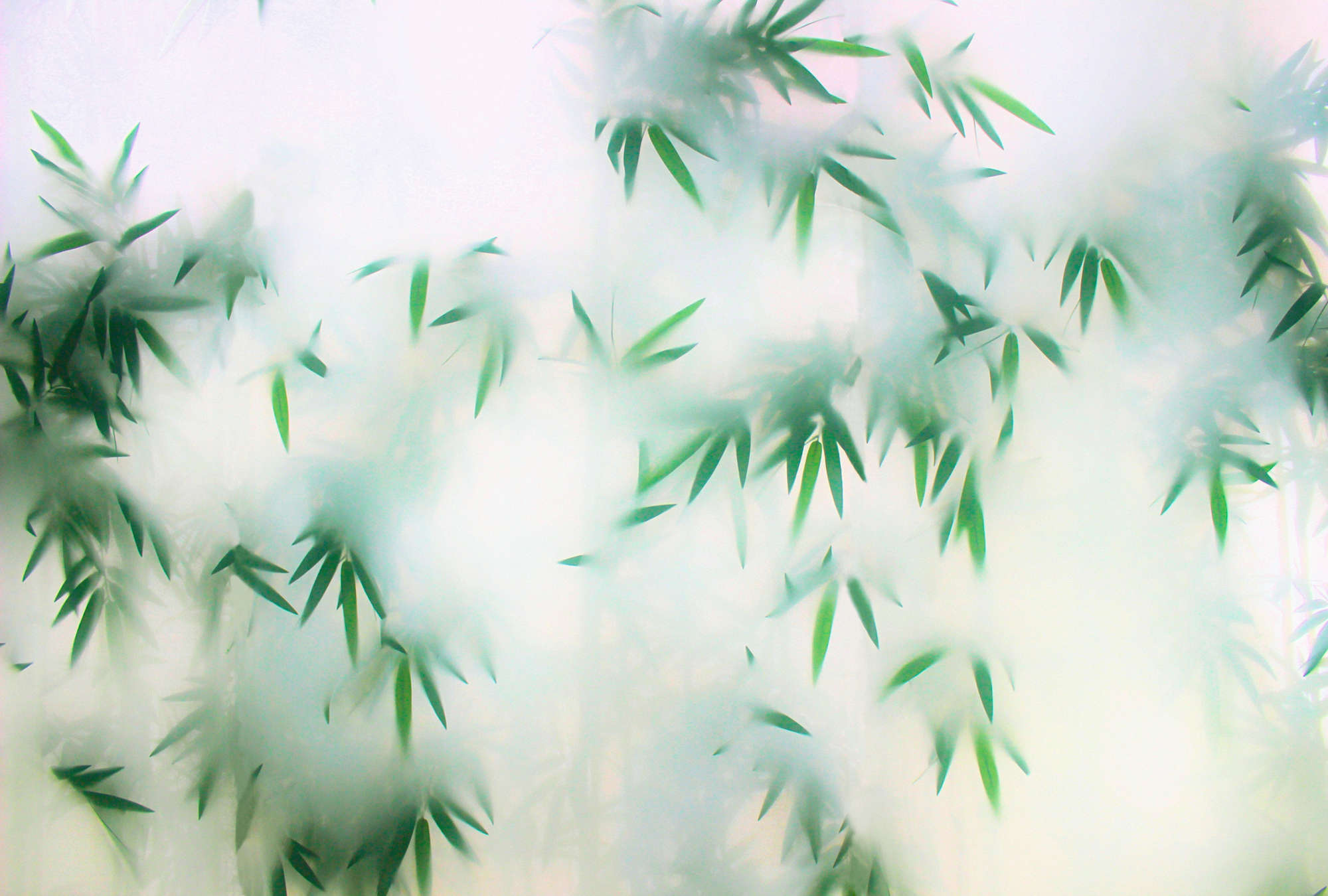             Panda Paradise 3 - bladeren fotobehang bamboe in de mist
        