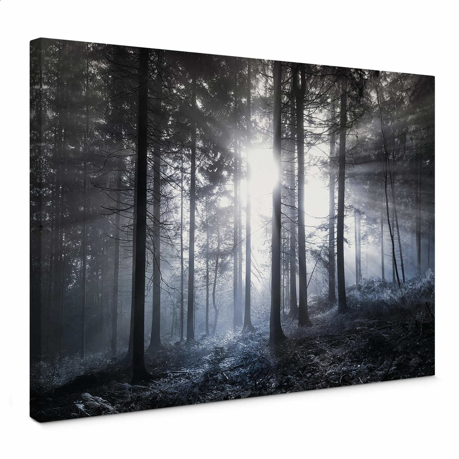         Canvas print forest at dawn
    