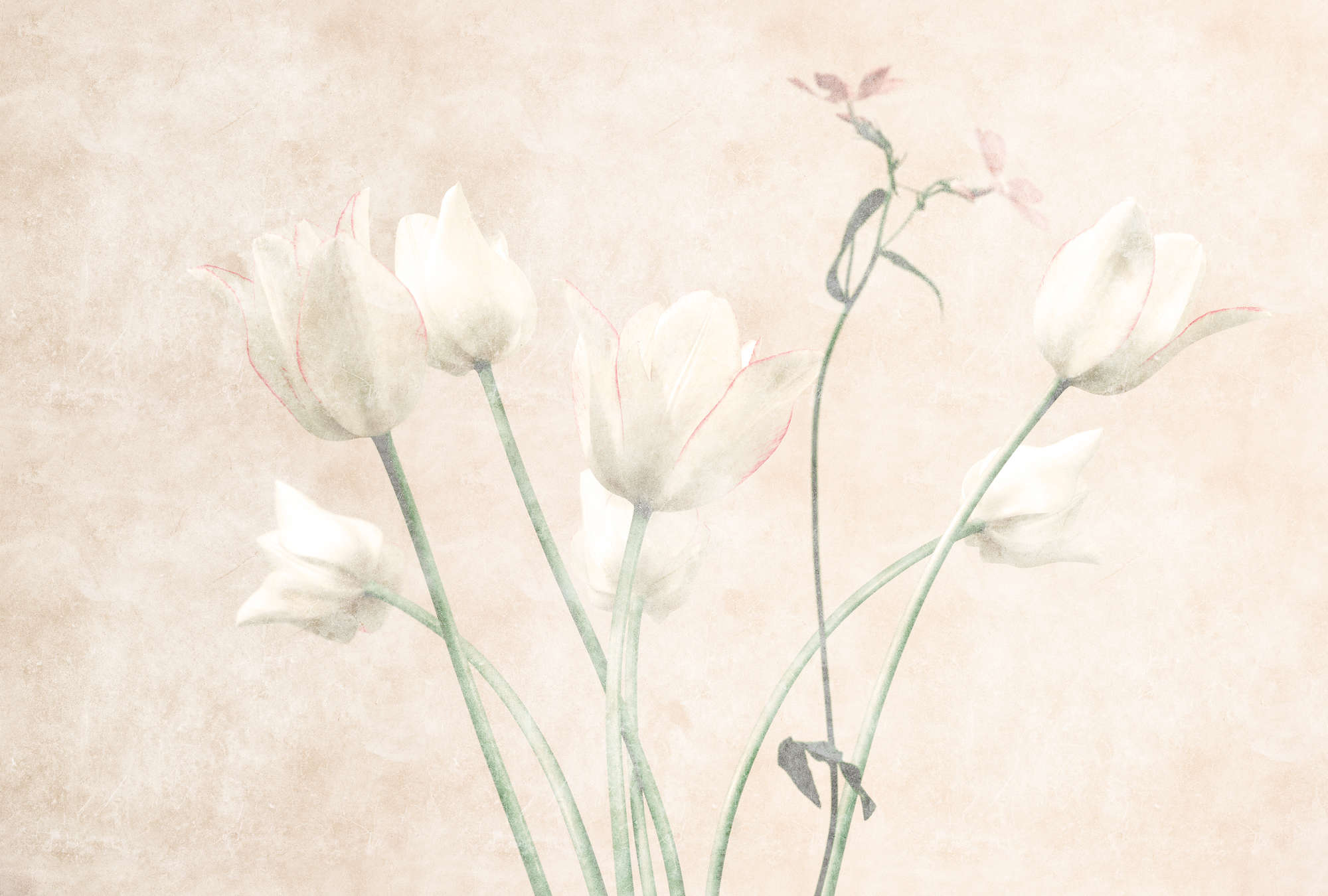             Stanza del mattino 3 - Carta da parati con fiori in stile sbiadito Tulipani
        