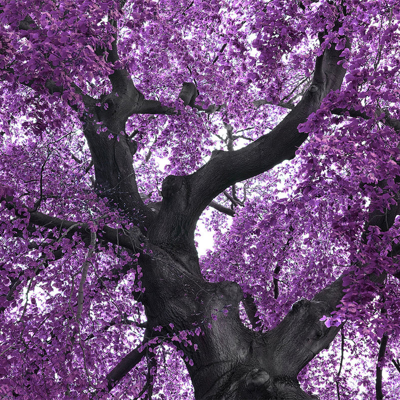 Photo wallpaper tree with purple treetop - pearlescent smooth fleece
