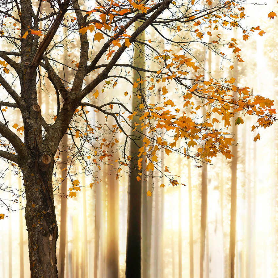 Papel pintado de naturaleza con motivo de bosque otoñal sobre vellón liso nacarado
