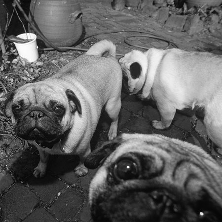         Dog babies - photo wallpaper pet pug black and white
    