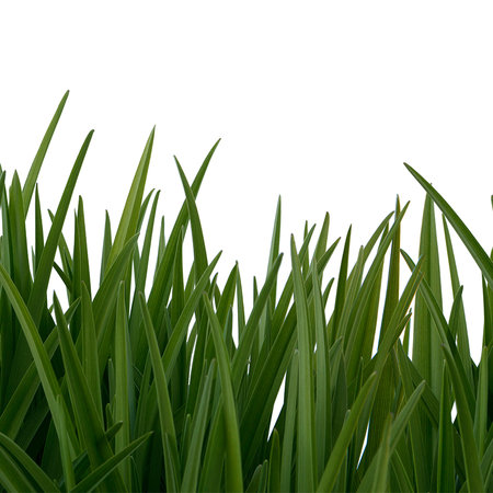 Natuur Behang Bladeren van Gras & Witte Achtergrond
