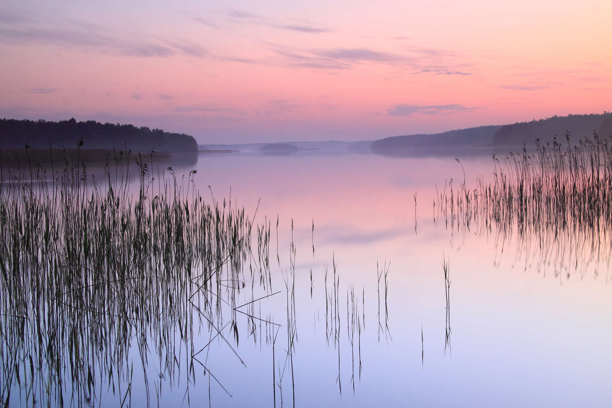             Fotomurali naturalistico con lago e canne di sera, su pile liscio di prima qualità
        