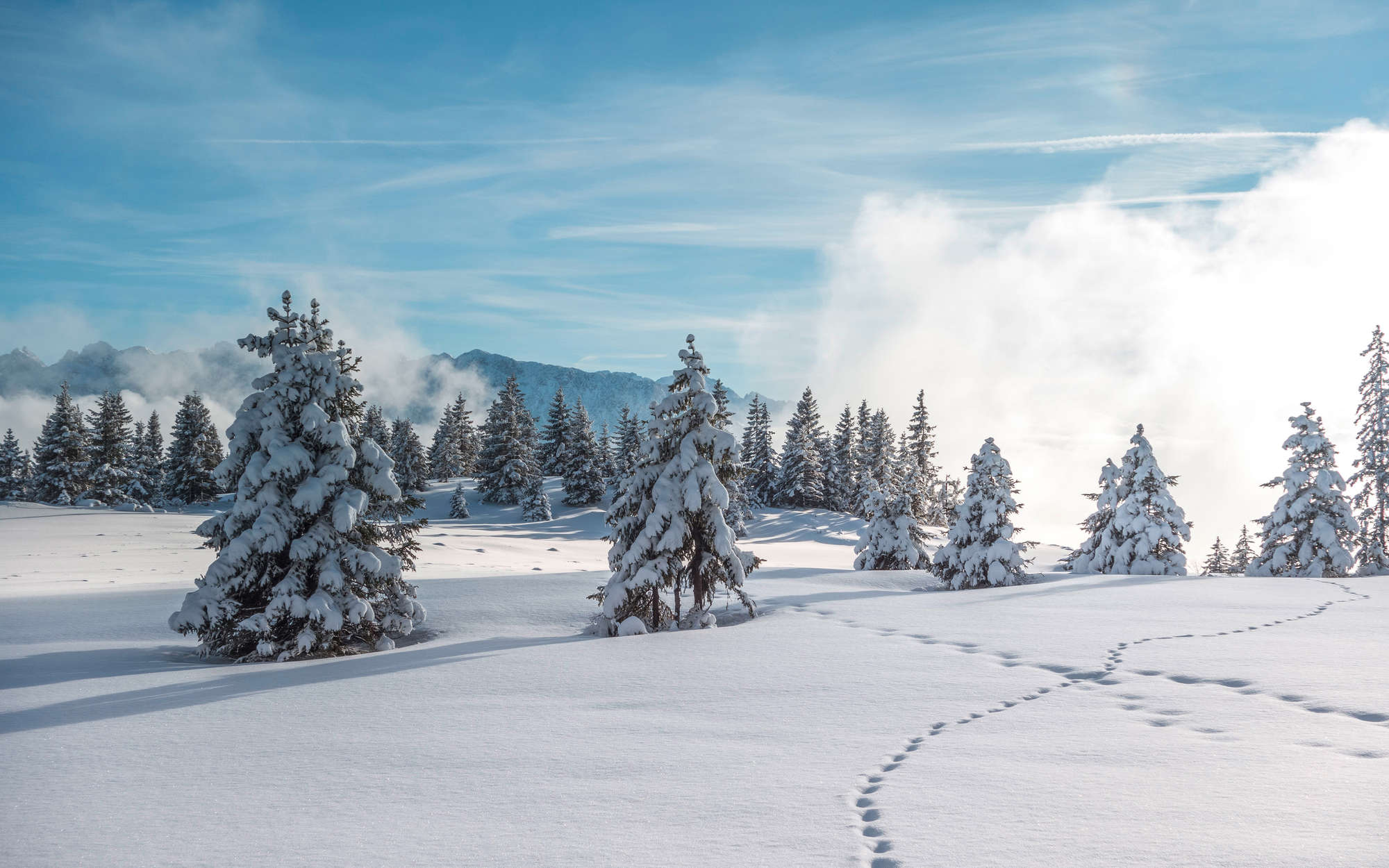             papiers peints à impression numérique neige et traces de pas dans la forêt hivernale - Premium Glattvlies
        