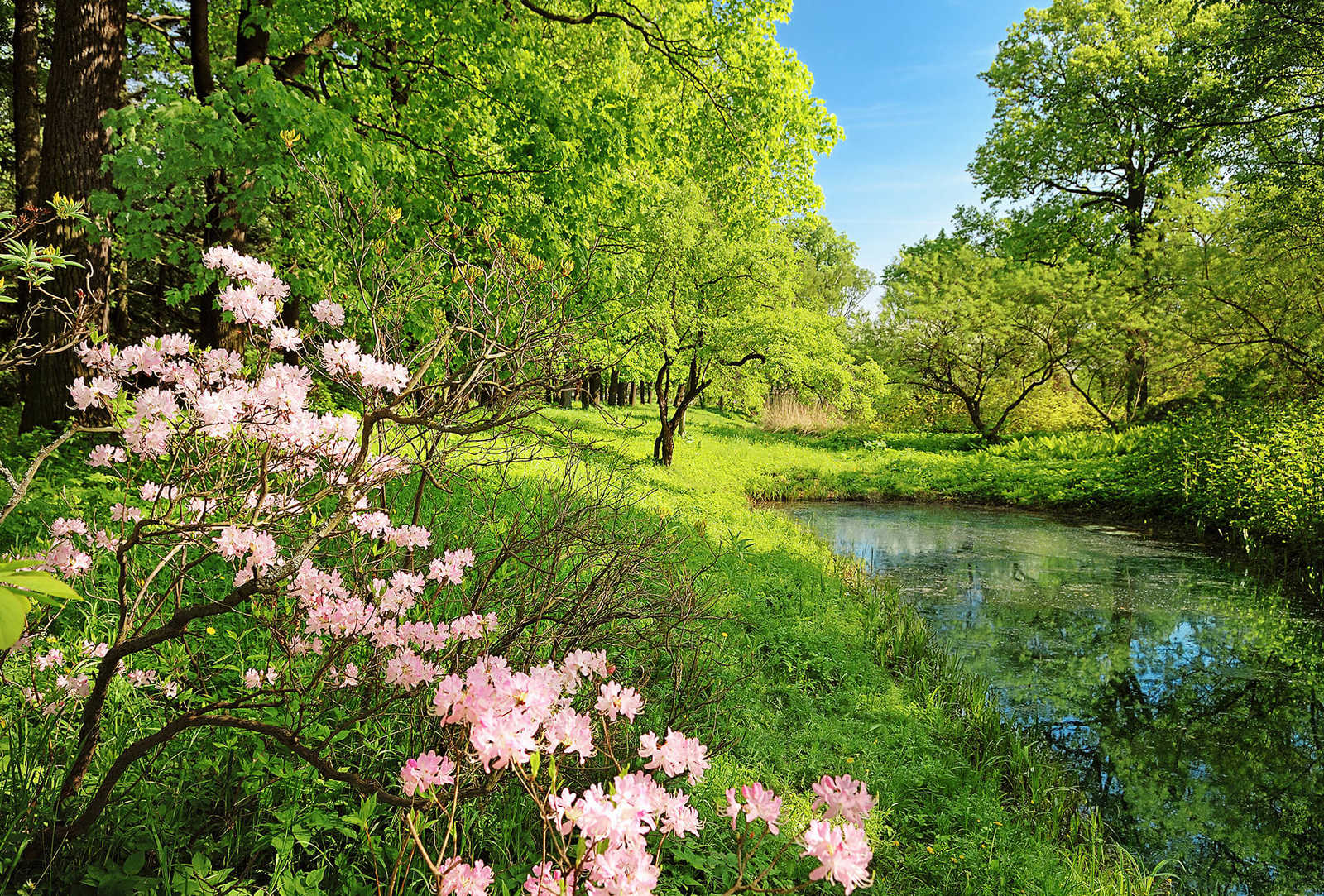 paysage photo papier peint parc naturel au printemps
