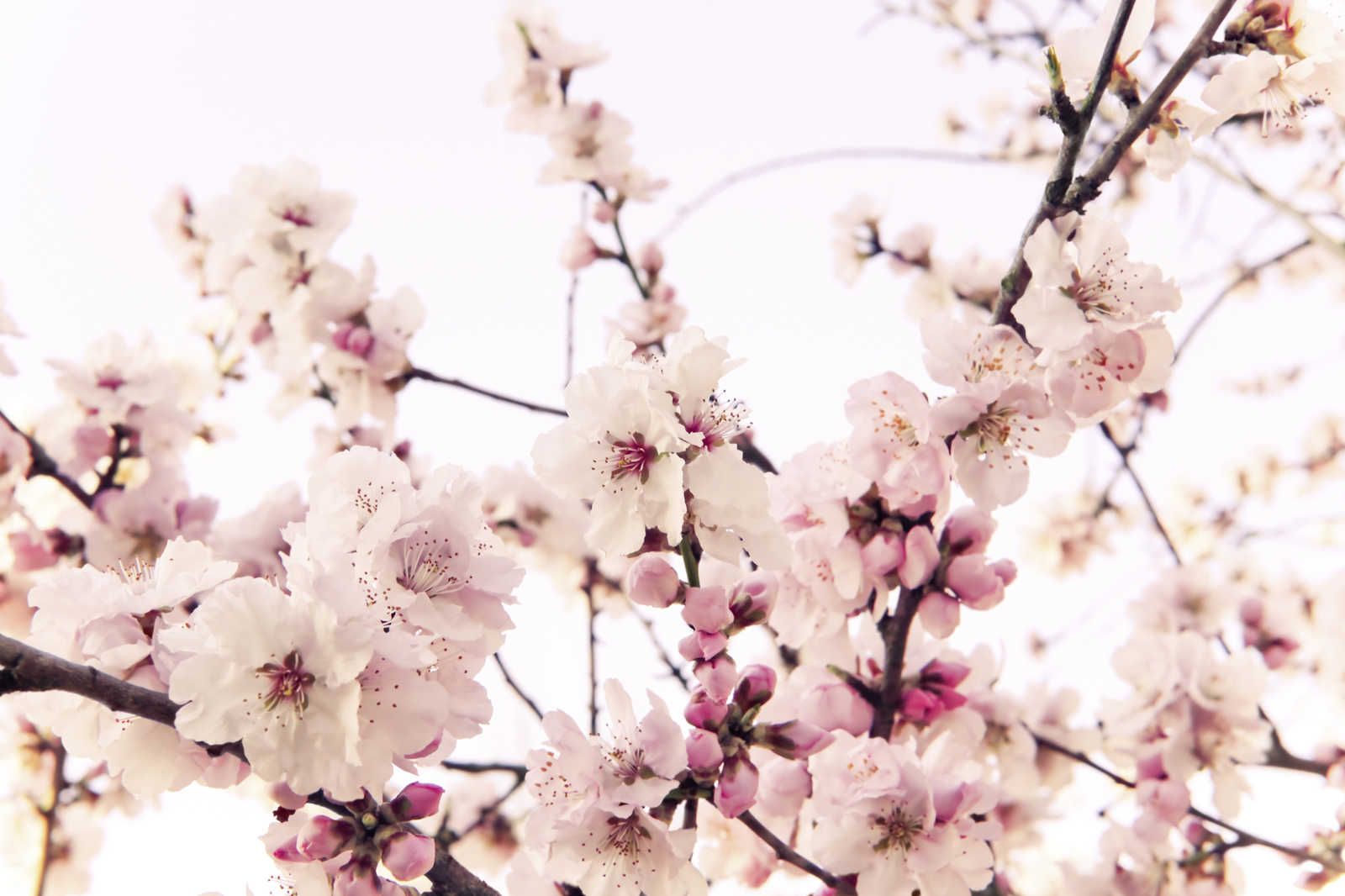             Naturel toile avec des fleurs de cerisier - 0,90 m x 0,60 m
        