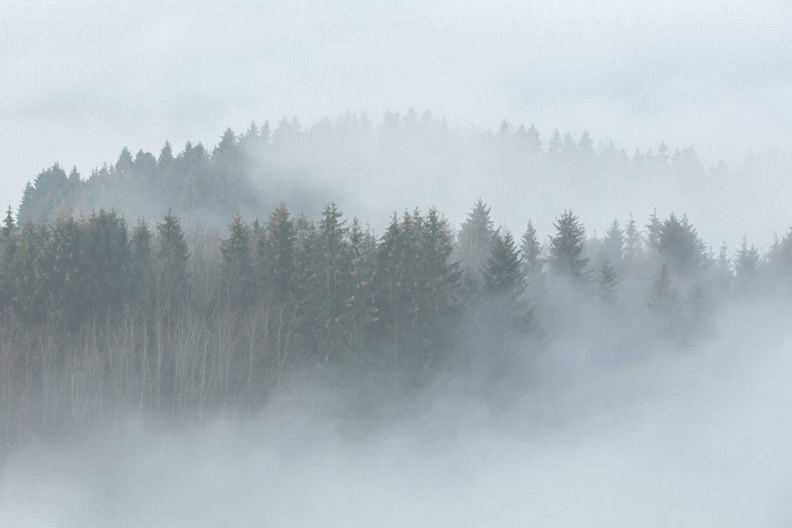             Canvas met mysterieus bos in de mist - 0.90 m x 0.60 m
        