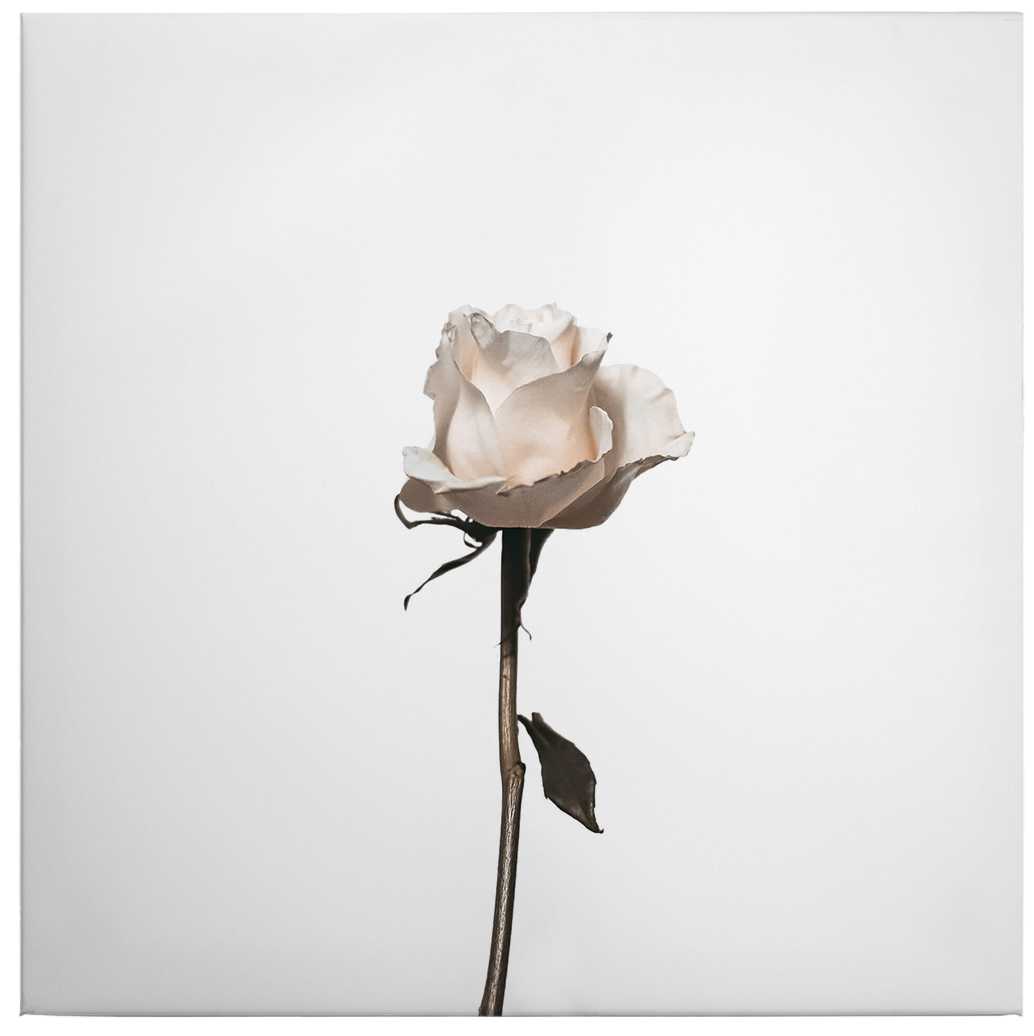             Toile carrée Rose blanche - 0,50 m x 0,50 m
        