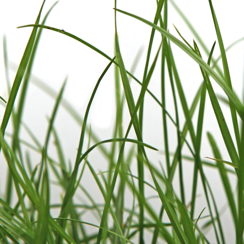             Photo wallpaper with detail of fresh grass against white background
        