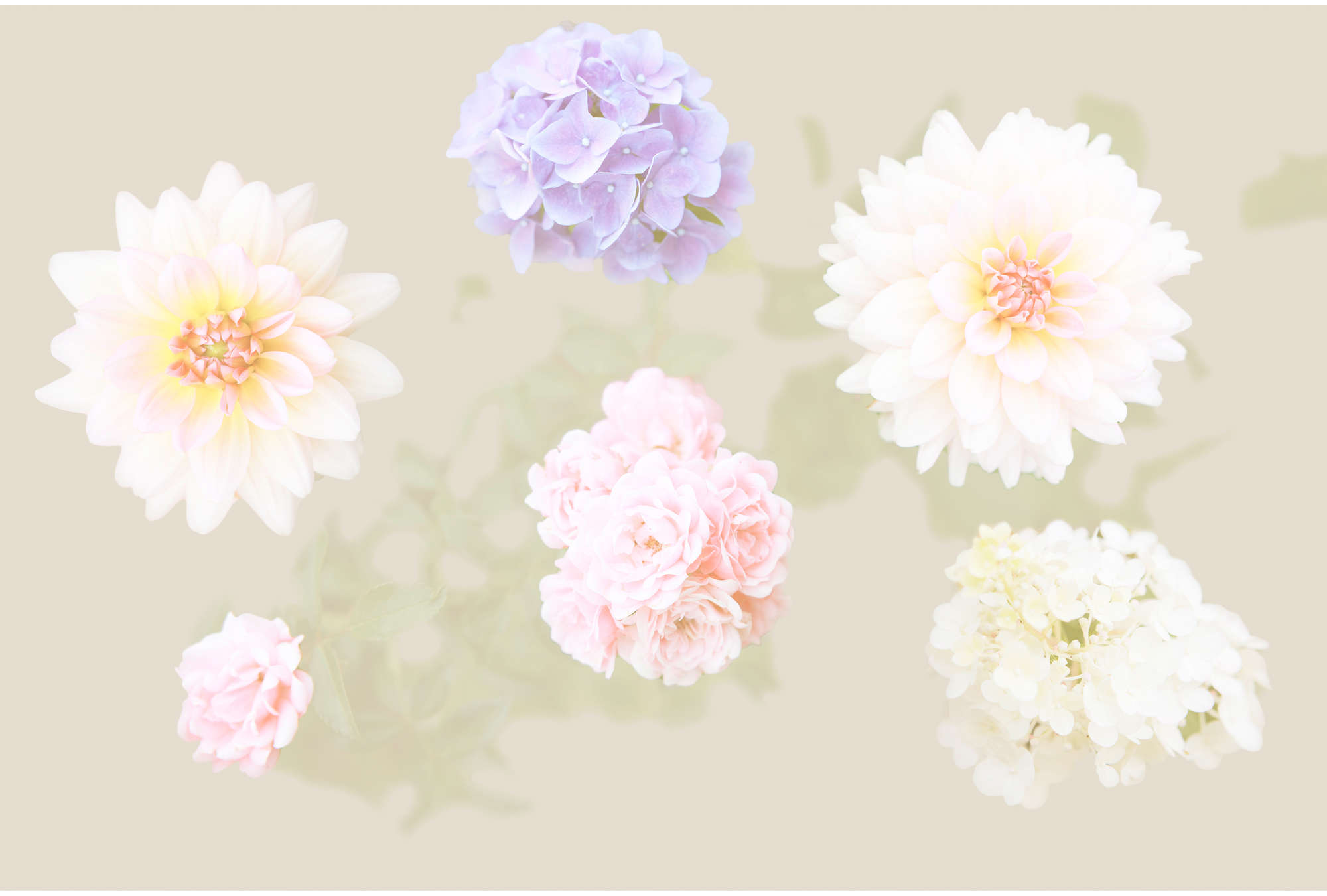             Fleurs Papier peint pastel & fleurs XXL
        