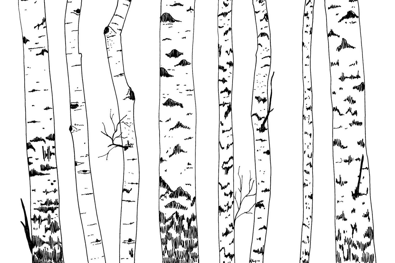             Canvas drawn birch forest - 120 cm x 80 cm
        