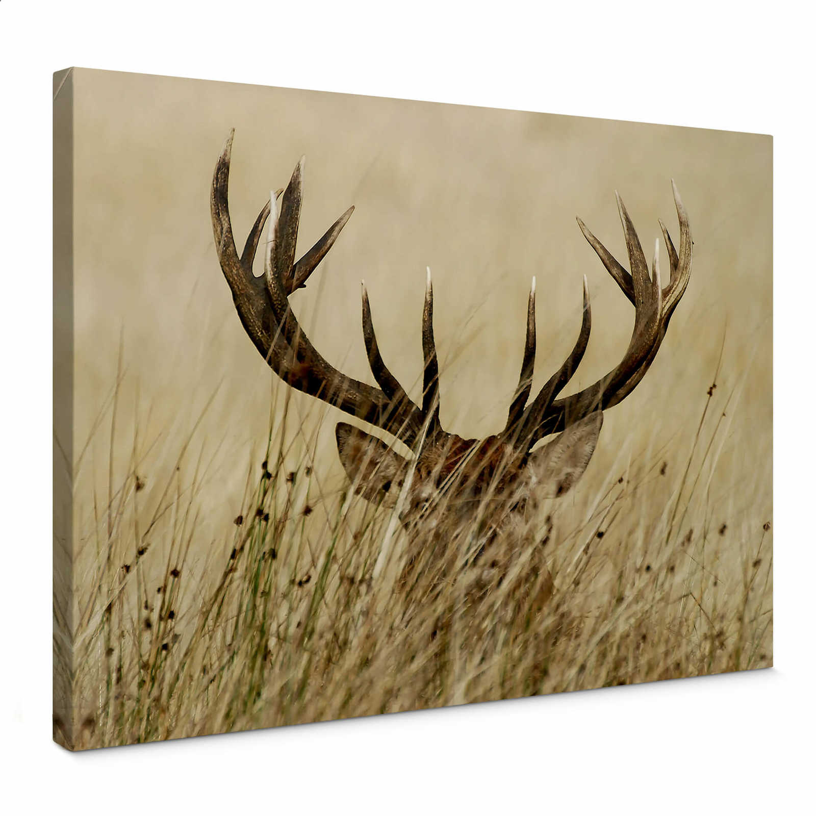         Animal canvas print deer in the high grass
    