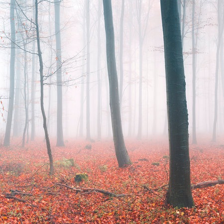 Fotomurali Foresta di nuvole con foglie rosse d'autunno

