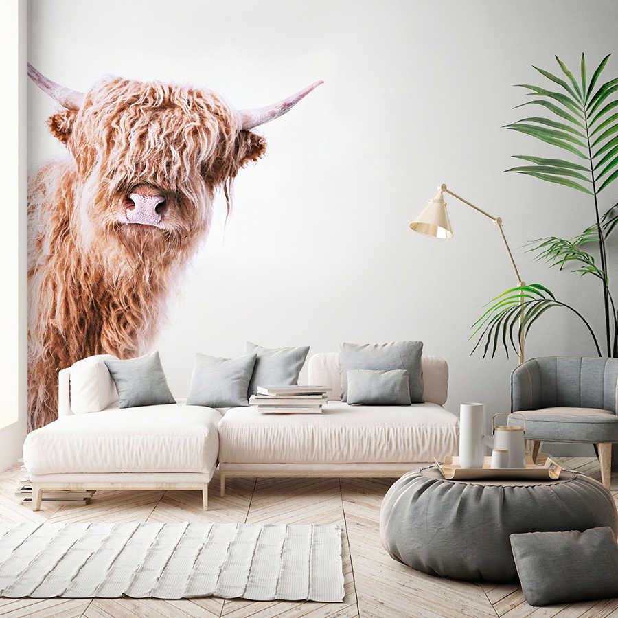         Animal mural with highland cattle in shaggy look
    