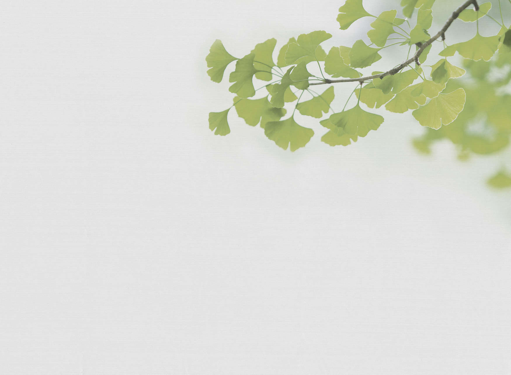             Papier peint panoramique réplique de branche de ginkgo - vert, blanc
        