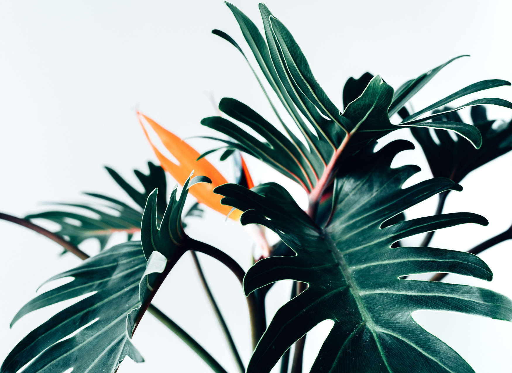             Digital behang tropisch oerwoudblad close-up - groen, oranje, wit
        
