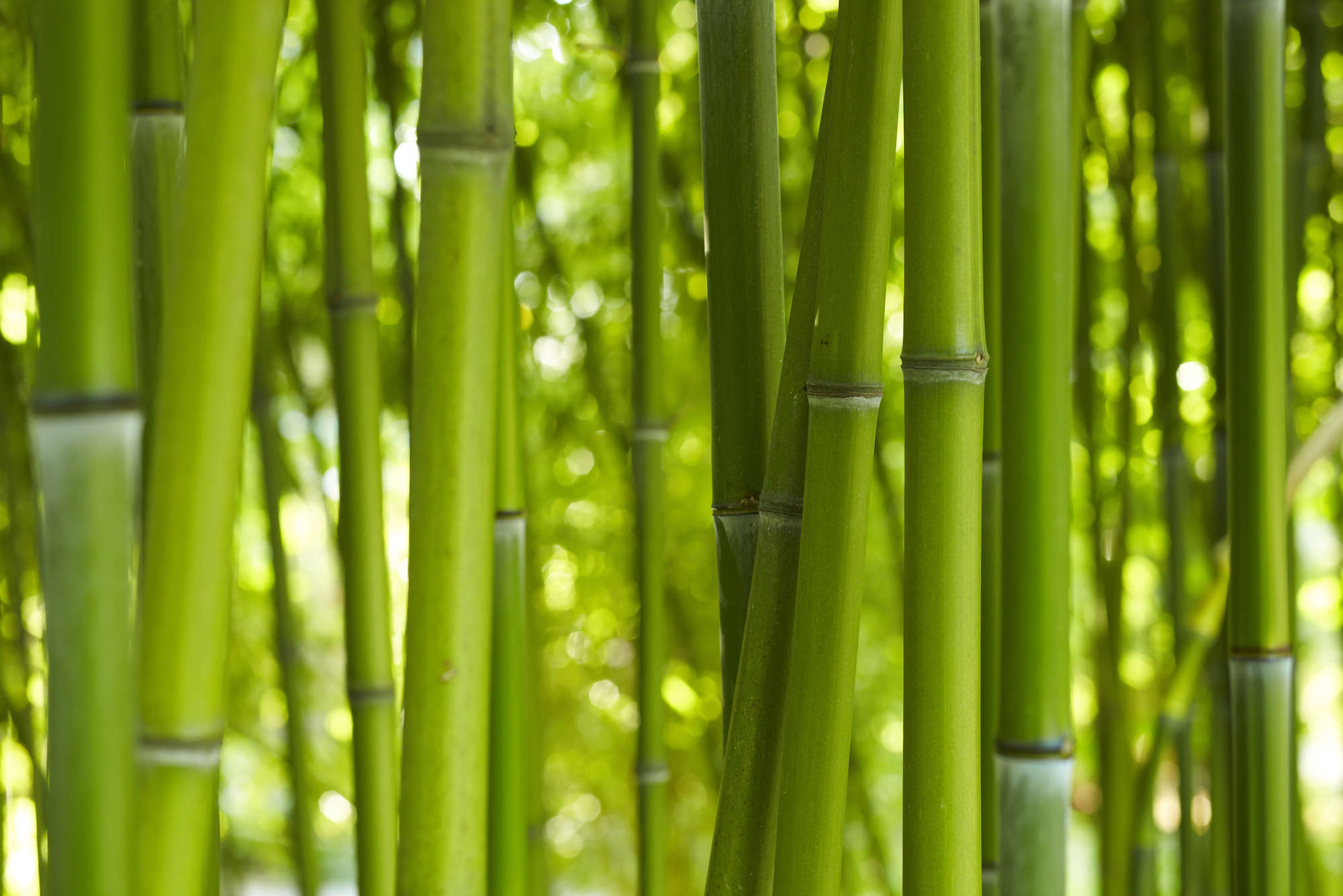             Bamboe in Groen Onderlaag behang - Premium Glad Vlies
        