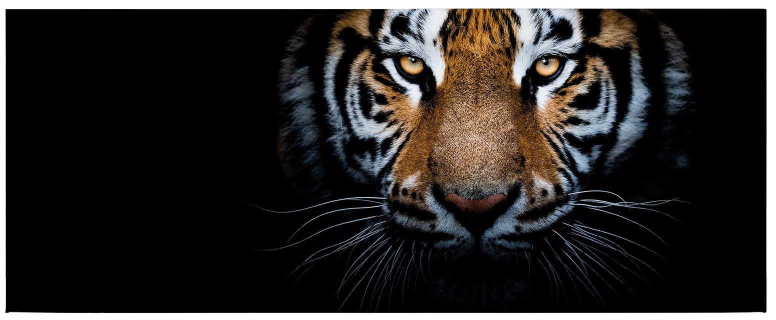             Panorama canvas print tiger portrait – brown, black
        