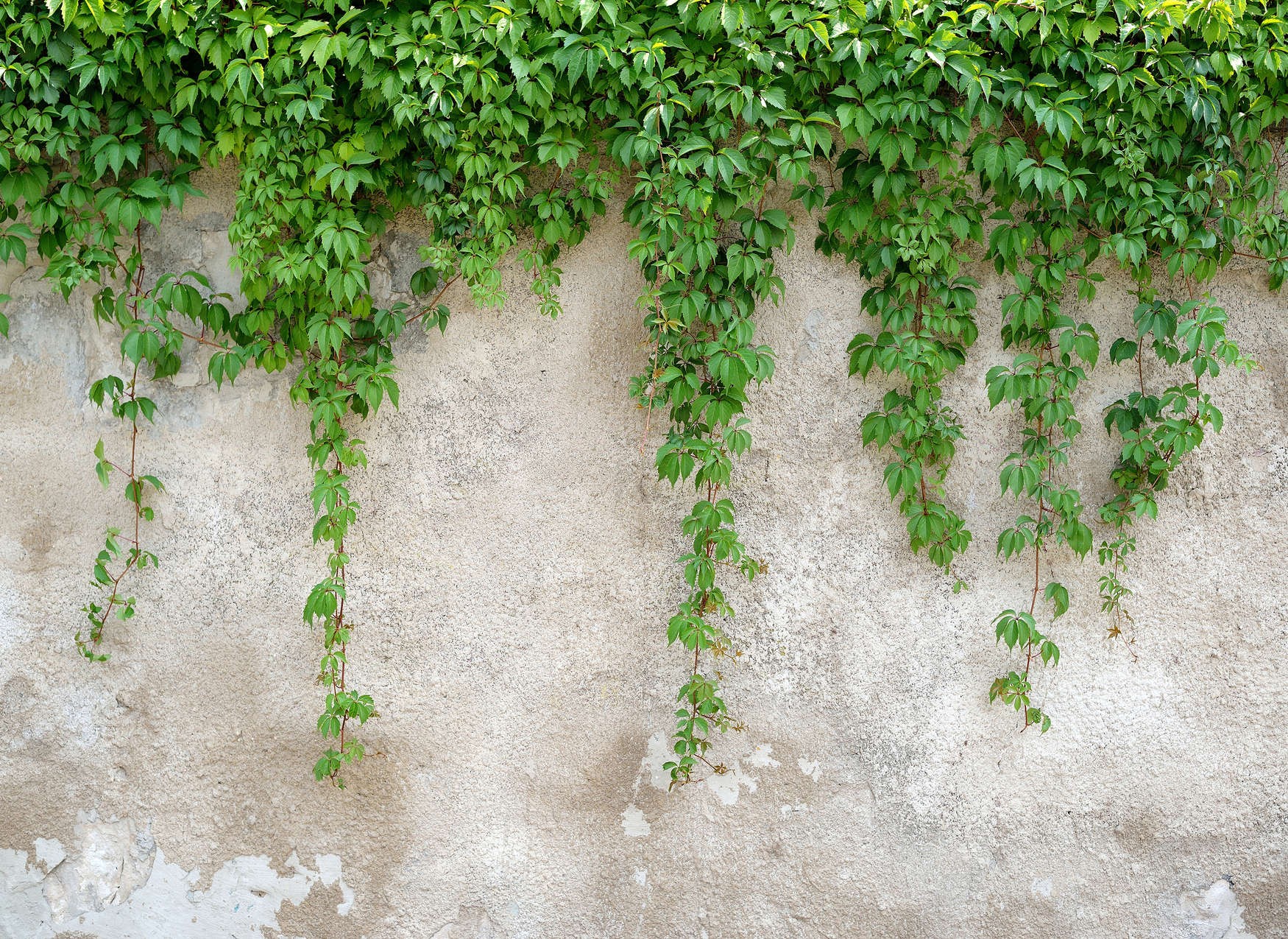             Concrete Wall with Leafy Tendrils - Green, Grey
        