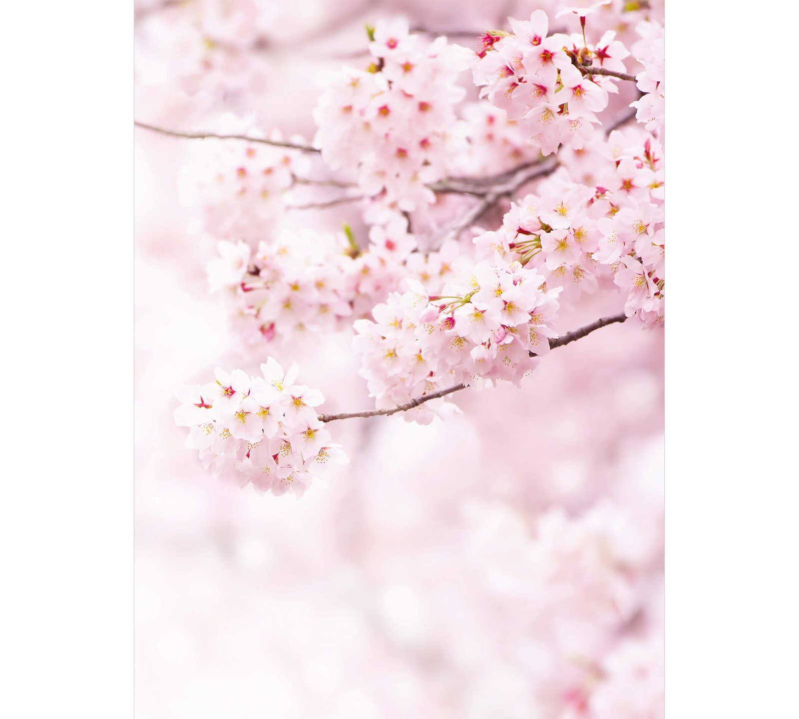         Photo wallpaper narrow spring flowers - pink, white
    