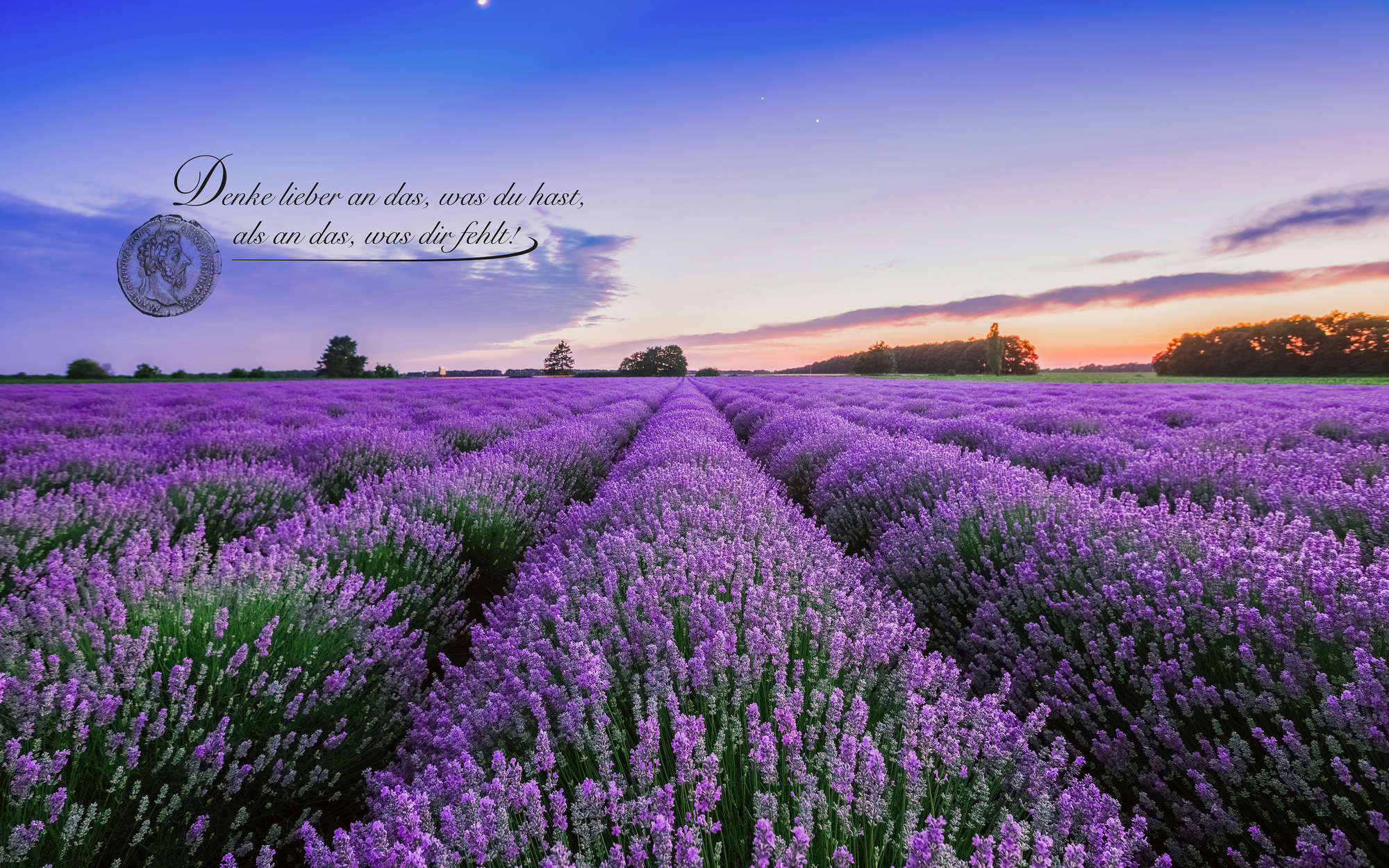             Photo wallpaper Field with lavender and lettering - Textured non-woven
        