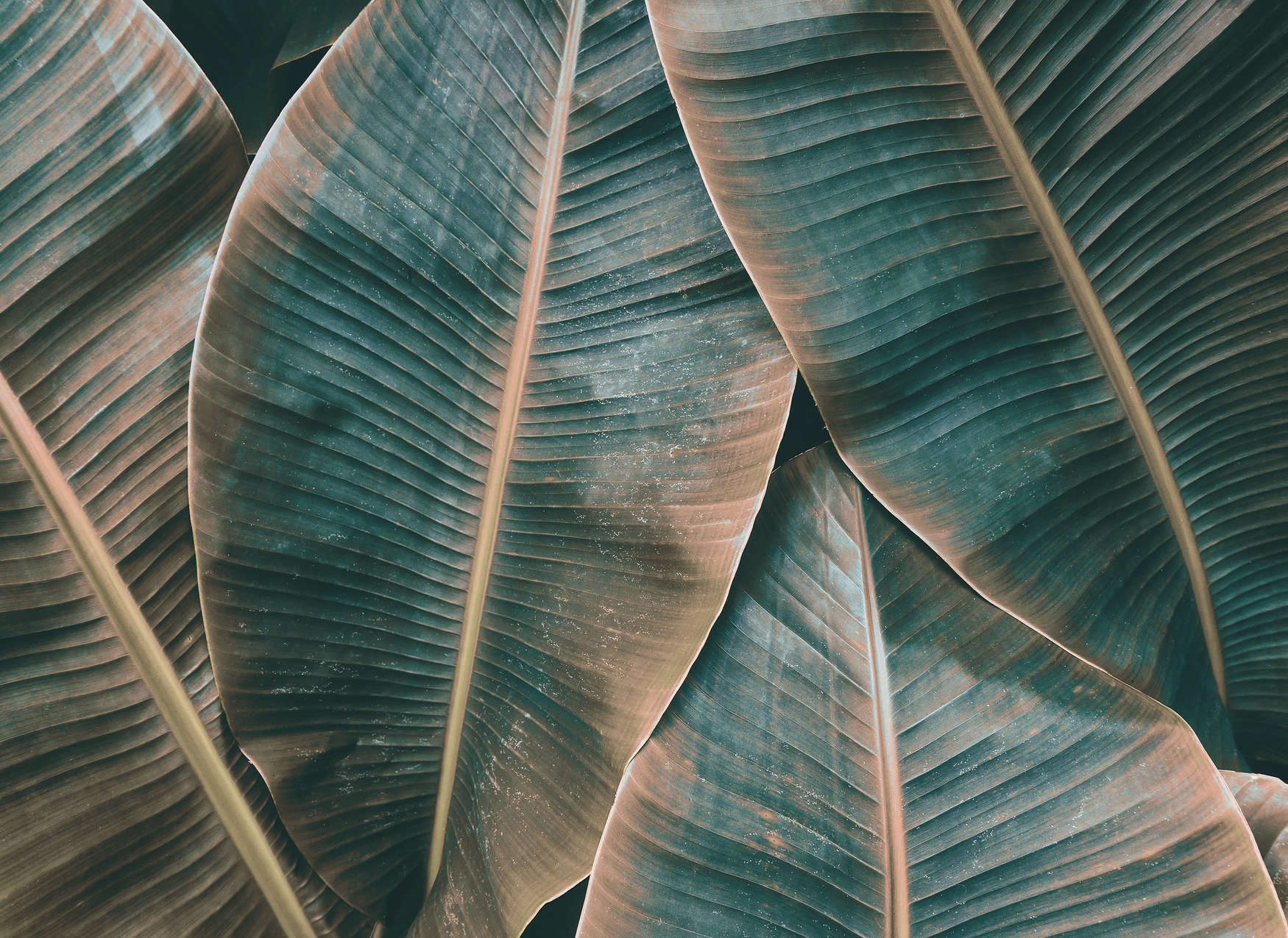             Papier peint jungle avec feuilles de bananier - vert, marron
        