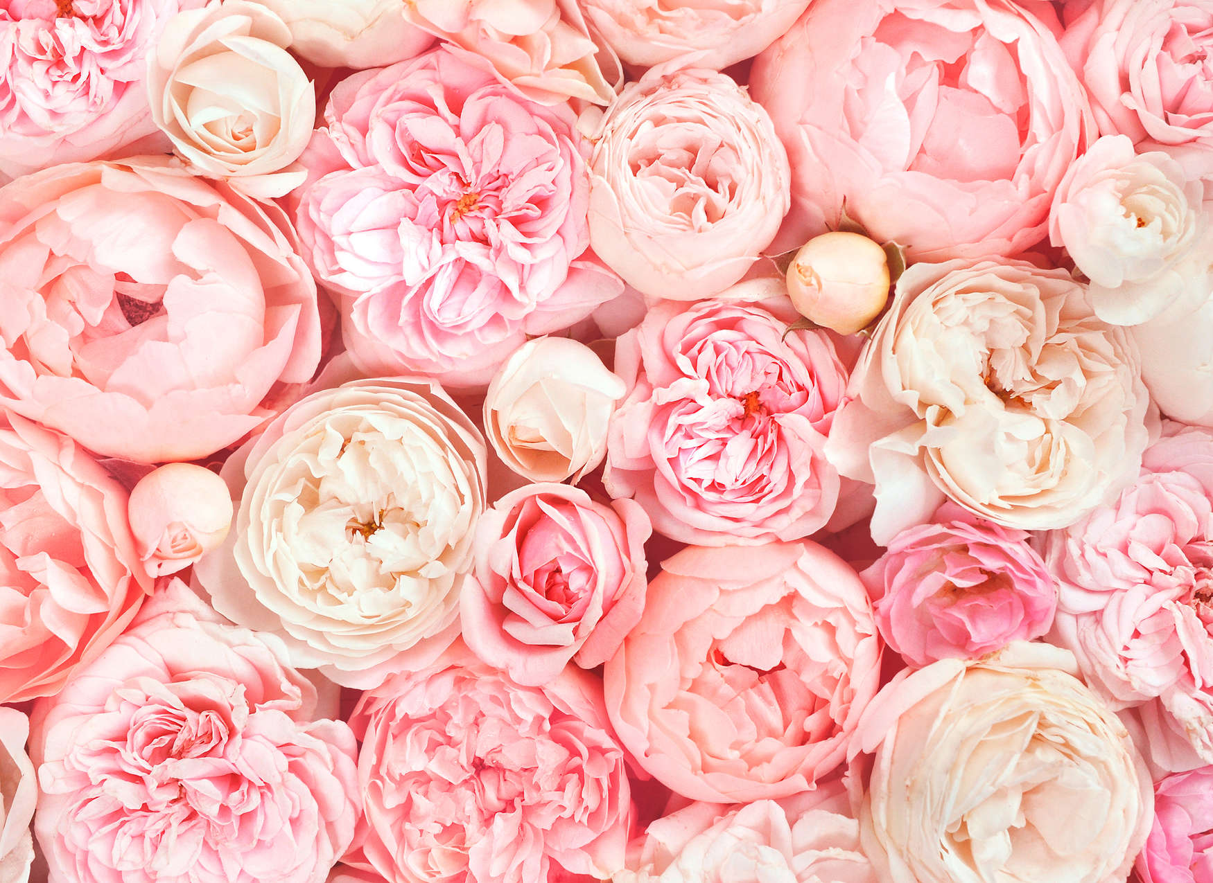             Digital behang met rozenmotief - roze, wit, crème
        