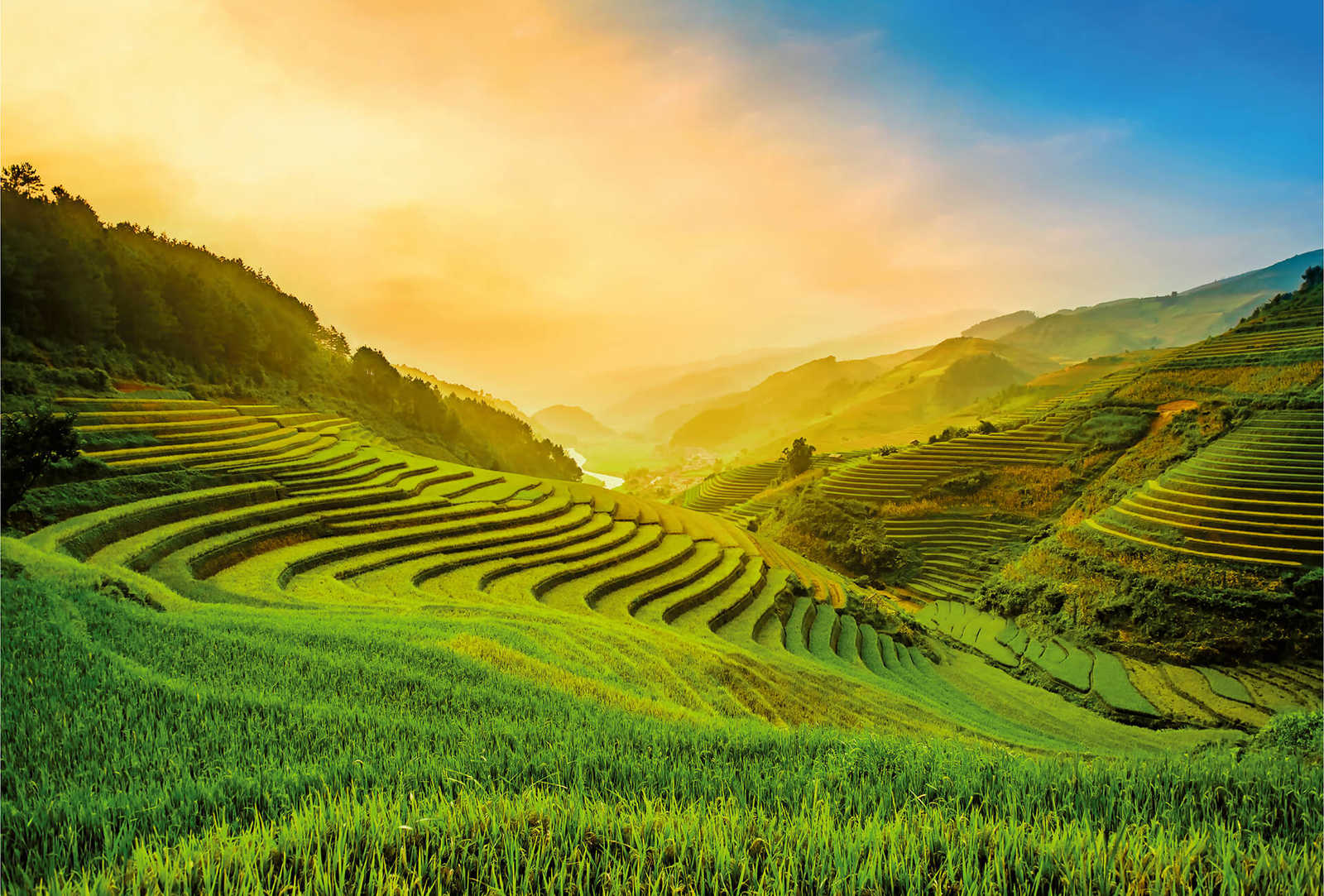         Vietnam rice fields at sunrise mural
    