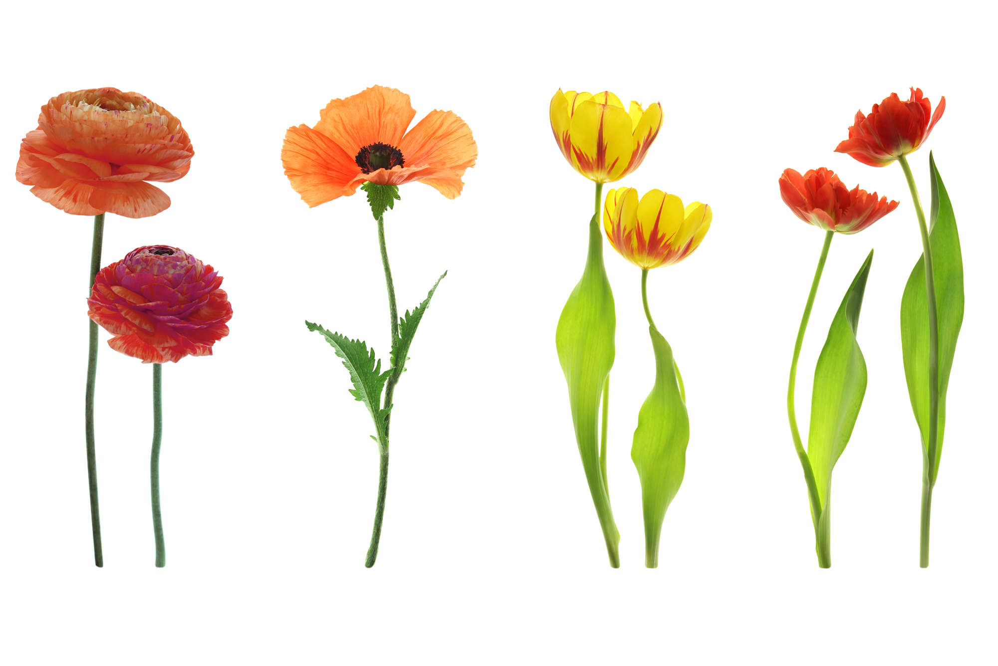             papiers peints à impression numérique variété de fleurs individuelles - Premium intissé lisse
        