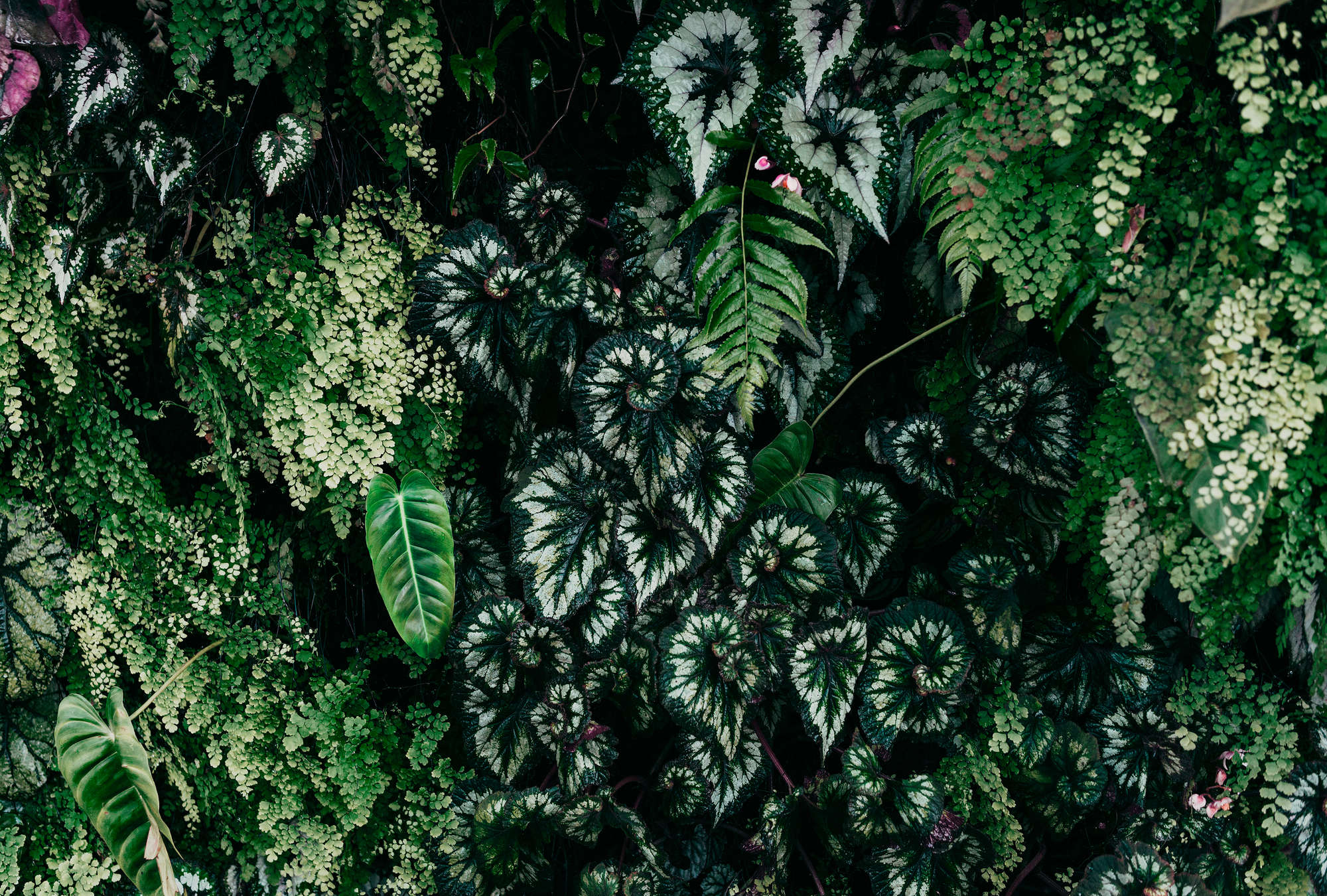             Verde intenso 2 - Fotomurali con boschetto di foglie, felci e piante pendenti
        