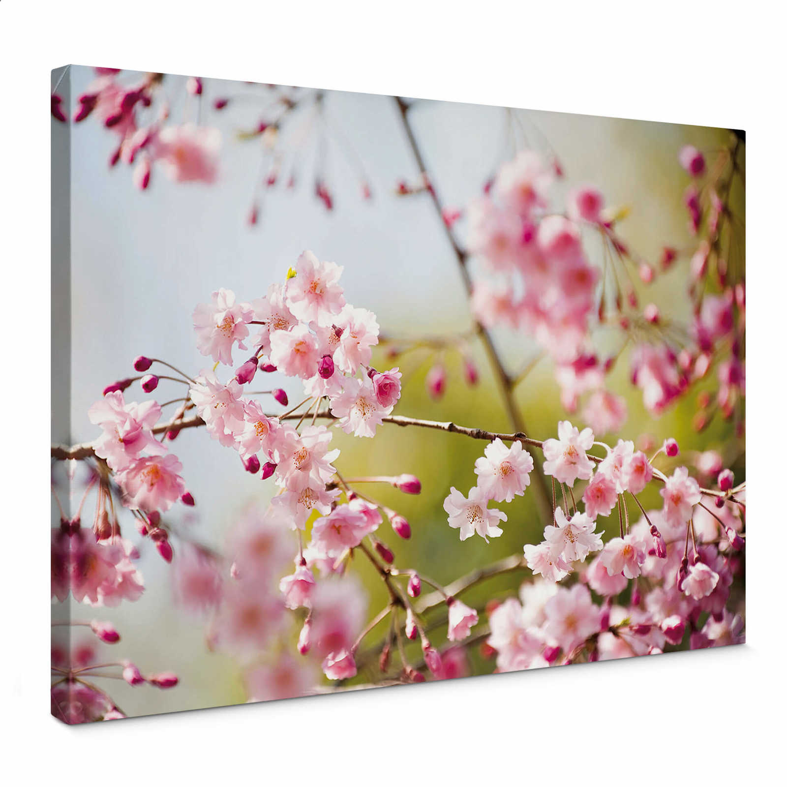 Pittura su tela naturale con motivo di fiori di ciliegio - 0,70 m x 0,50 m
