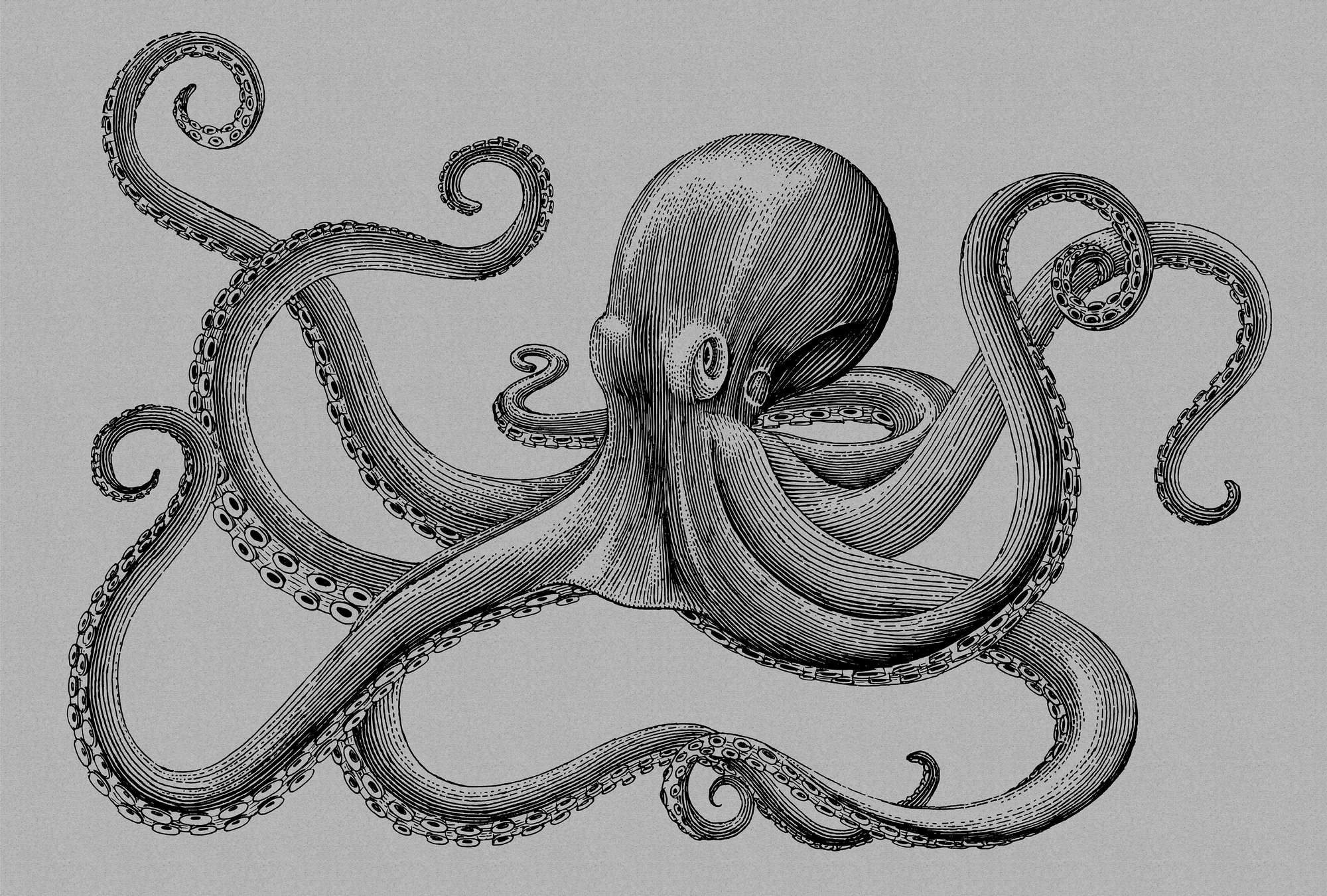             Jules 2 - Modern octopusbehang in kartonstructuur in tekenstijl - grijs, zwart | parelmoer glad vlies
        