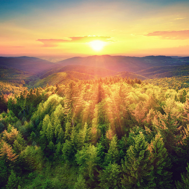 Carta da parati natura Foresta al tramonto - Vello liscio opaco
