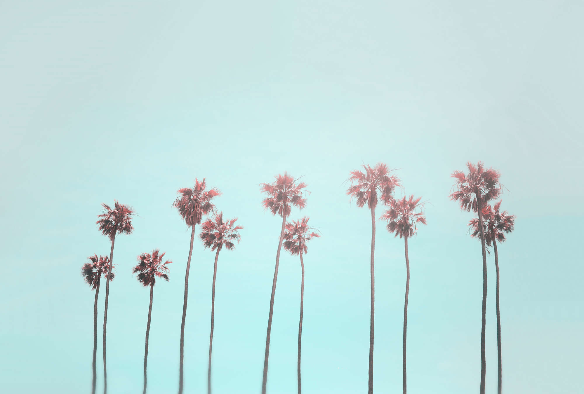             Papier peint panoramique Palmiers & ciel pour une sensation de plage en turquoise & rose
        