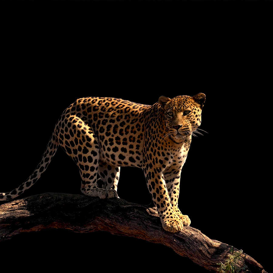 Papier peint panoramique léopard debout sur une branche sur intissé lisse nacré
