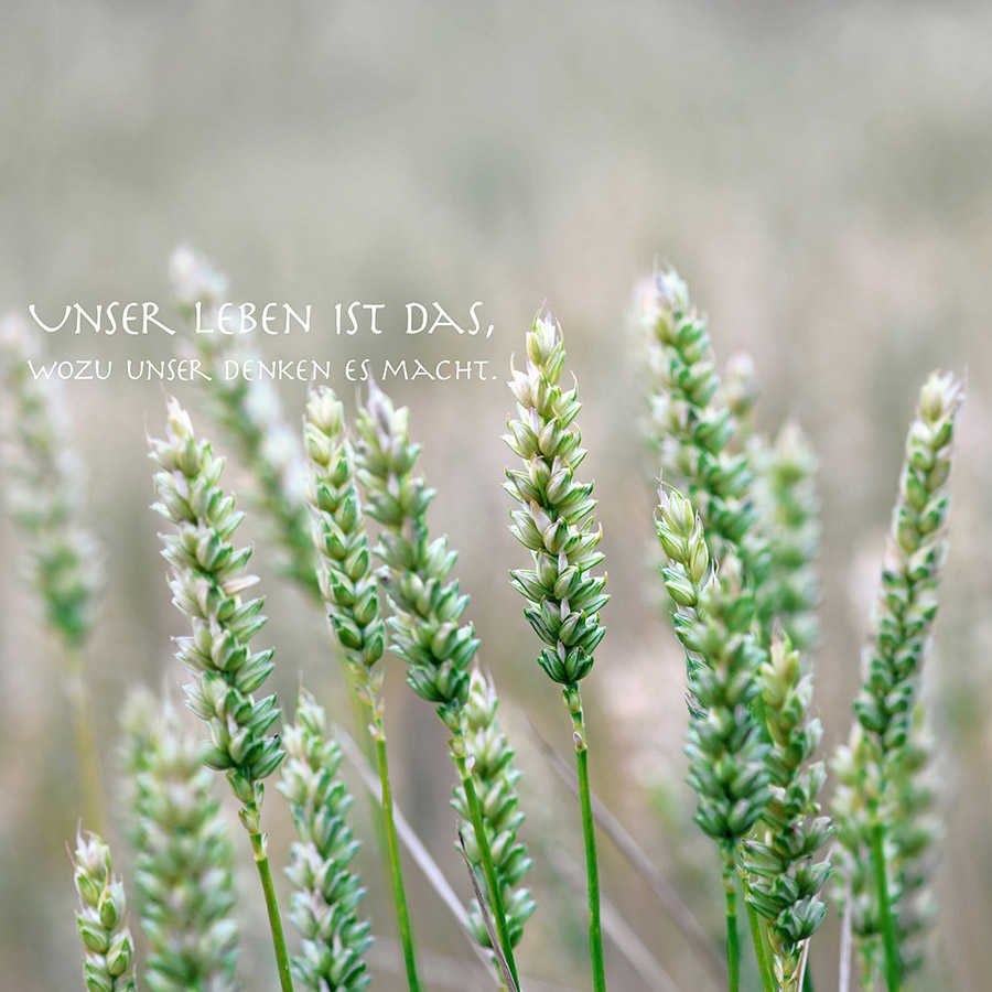 Photo wallpaper detail of wheat with lettering - Matt smooth fleece
