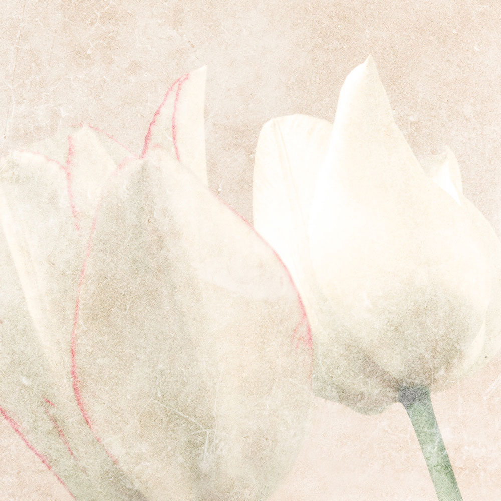             Habitación matutina 3 - Papel pintado Flores desteñidas Tulipanes
        