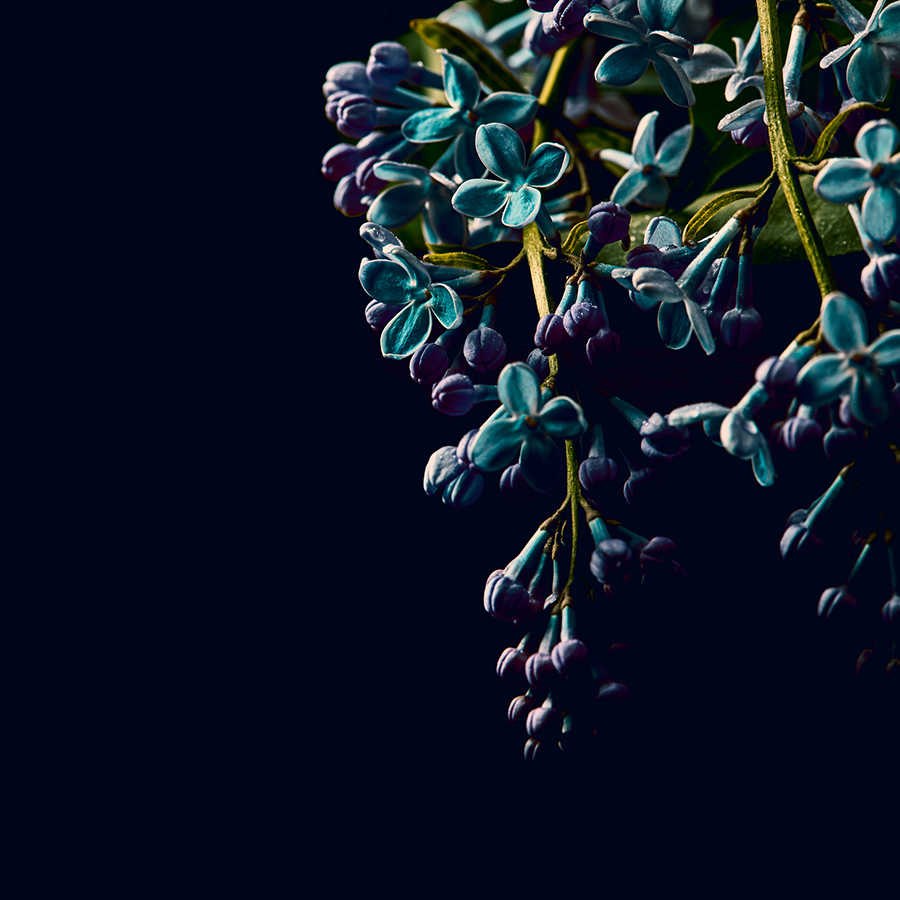 Digital behang Bloemrijk op Zwarte Achtergrond Close-Up - Blauw, Groen, Zwart
