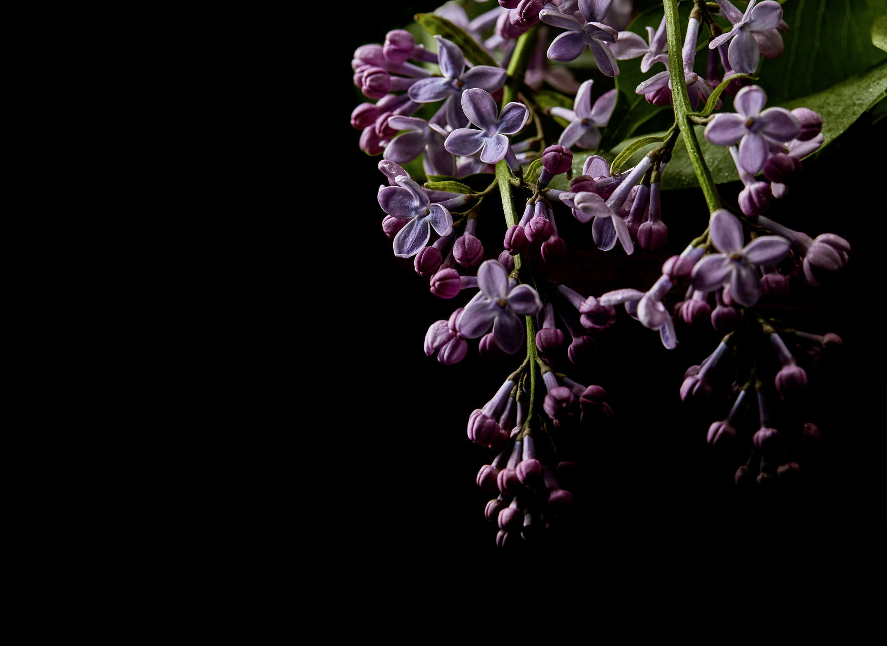             Carta da parati close-up con fiori su sfondo nero - Viola, Nero
        